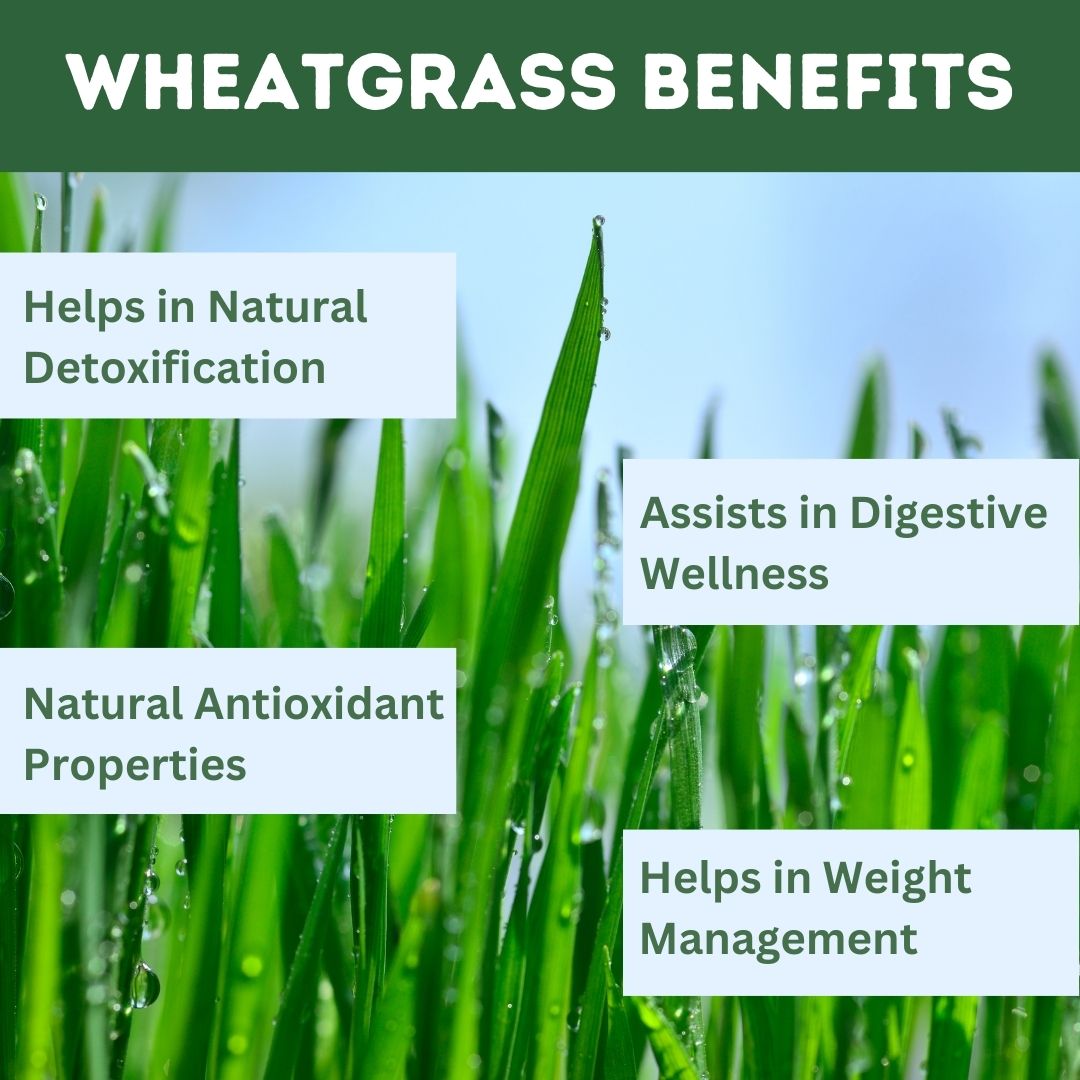 Herbal Hills Ayurveda Wheatgrass Tablets