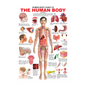 Dreamland Publications Educational Chart for Kids - The Human Body Chart