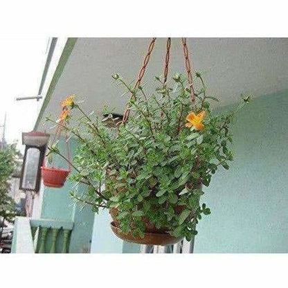 Hanging Pots / Planters Terracotta Color