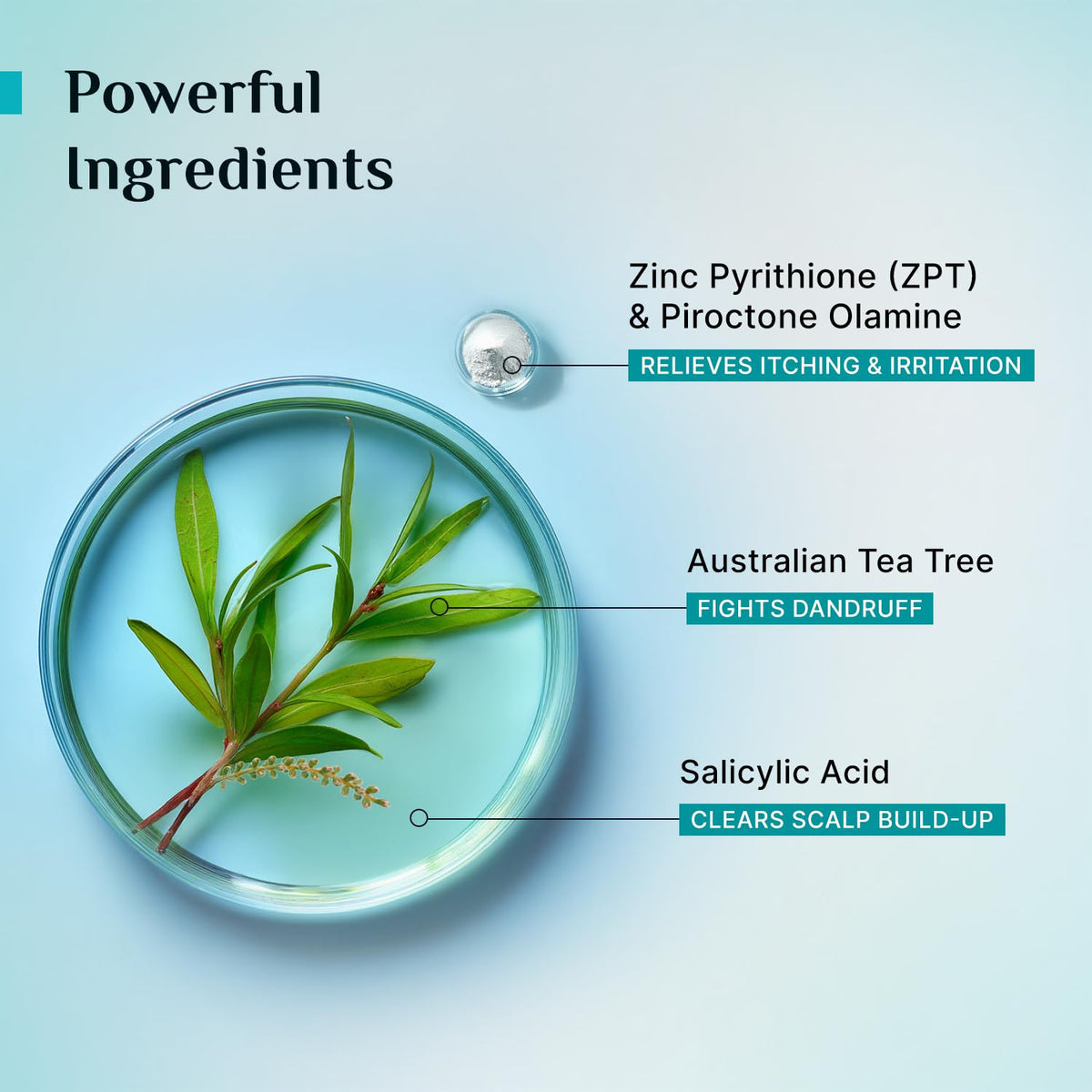 Pilgrim Australian Tea Tree Non-Drying Anti-Dandruff Shampoo