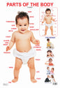 Dreamland Publications Educational Chart for Kids - Parts of The Body