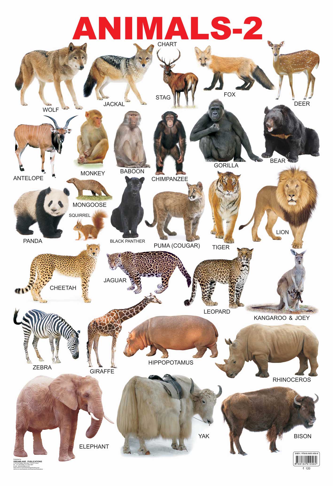 Dreamland Publications Educational Chart for Kids - Animals-2