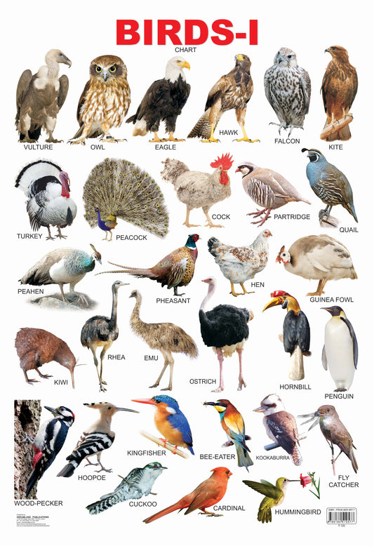 Dreamland Publications Educational Chart for Kids - Birds-1