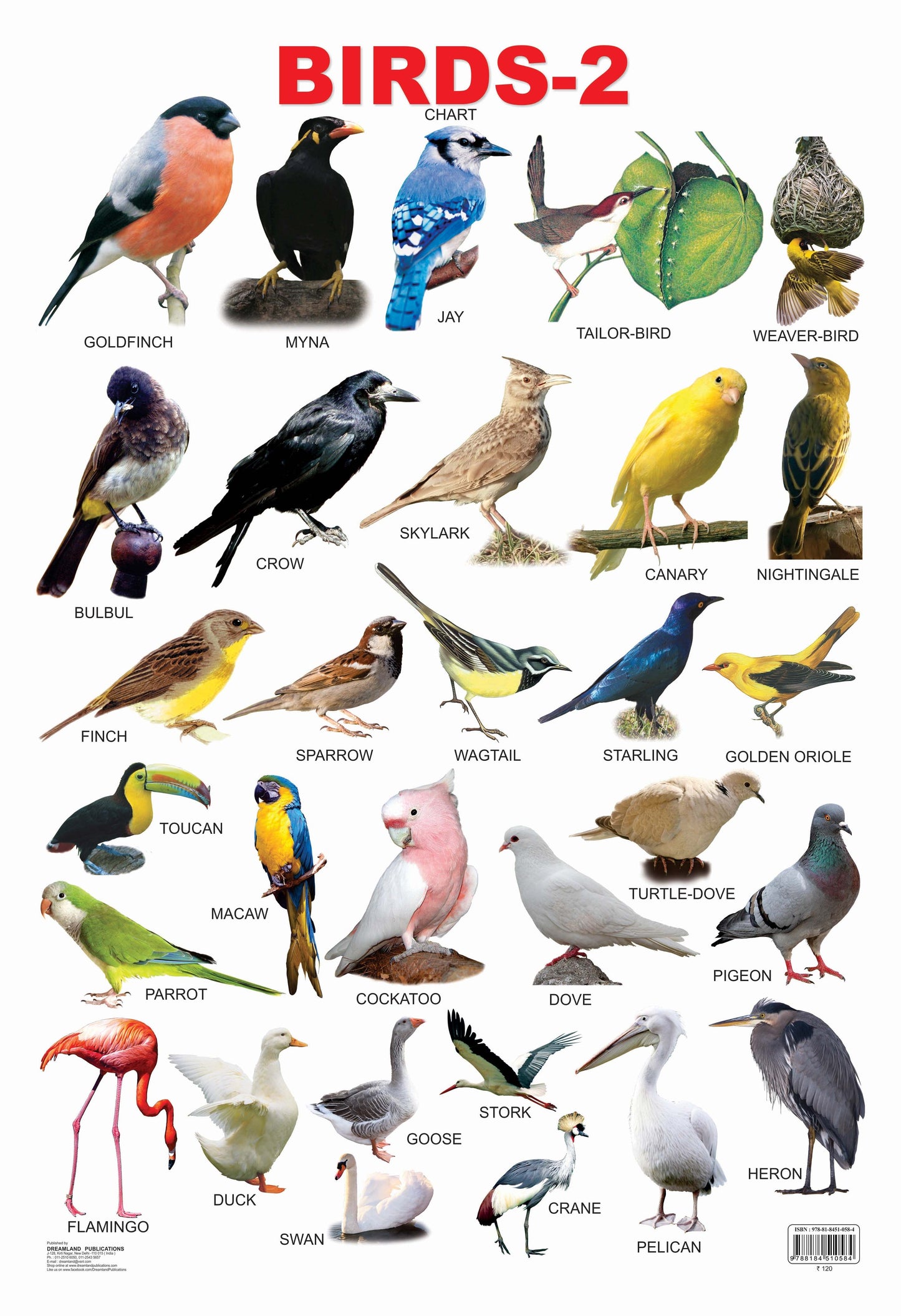 Dreamland Publications Educational Chart for Kids - Birds-2