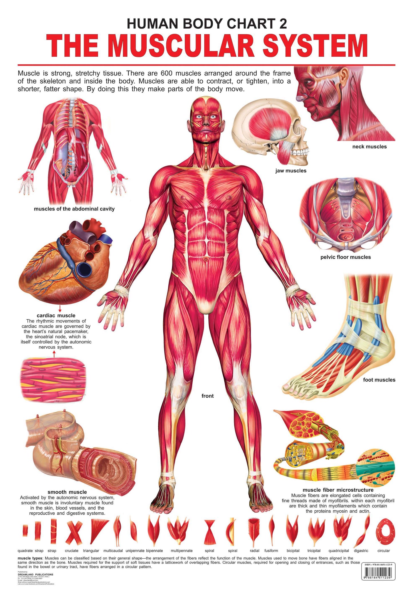 Dreamland Publications Educational Chart for Kids - The Muscular System