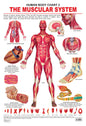 Dreamland Publications Educational Chart for Kids - The Muscular System