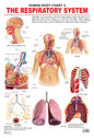 Dreamland Publications Educational Chart for Kids - The Respiratory System