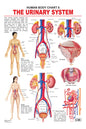 Dreamland Publications Educational Chart for Kids - The Urinary System
