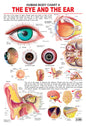 Dreamland Publications The Eye & the Ear : Children Reference Educational Laminated Chart
