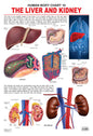 Dreamland Publications Educational Chart for Kids - The Liver & Kidney