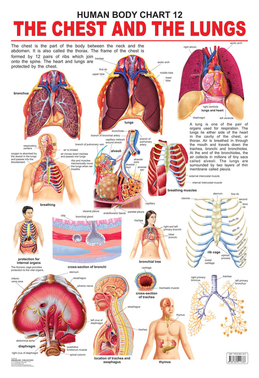 Dreamland Publications The Chest & the Lungs : Children Reference Educational Laminated Chart