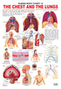 Dreamland Publications The Chest & the Lungs : Children Reference Educational Laminated Chart