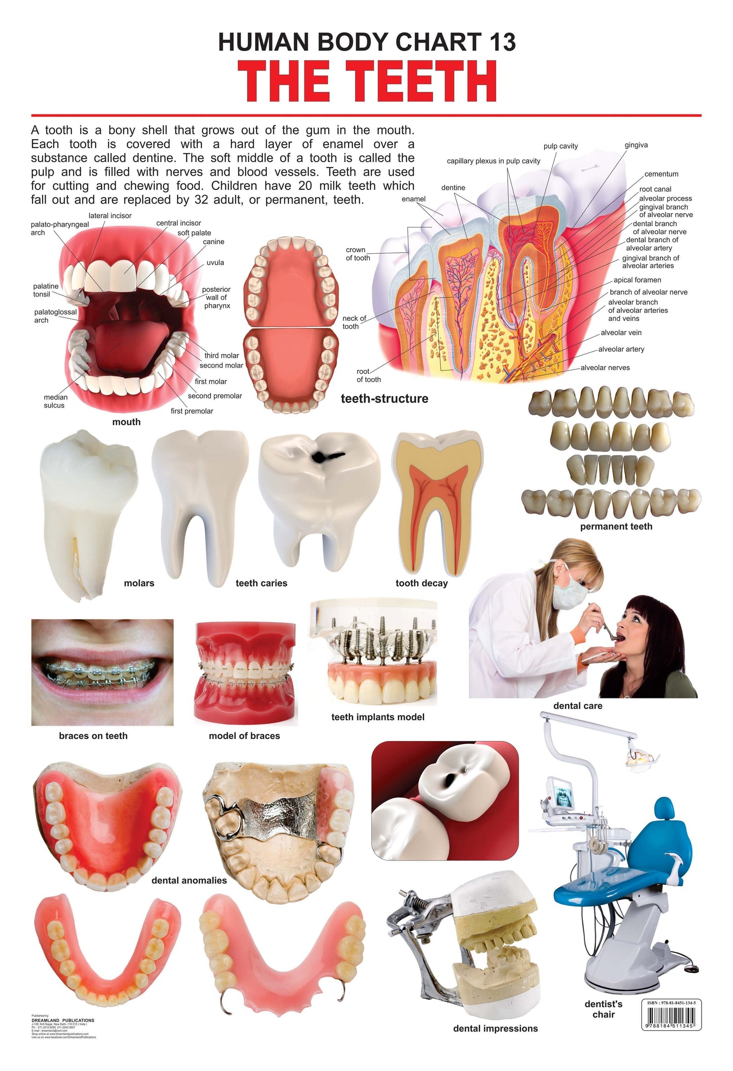 Dreamland Publications Educational Chart for Kids - The Teeth