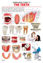 Dreamland Publications Educational Chart for Kids - The Teeth
