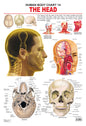 Dreamland Publications Educational Chart for Kids - The Head