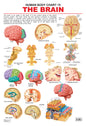 Dreamland Publications Educational Chart for Kids - The Brain