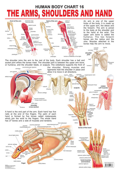 Dreamland Publications Educational Chart for Kids - The Shoulders, Arms & Hand