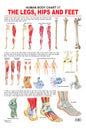Dreamland Publications The Hips, Legs & Feet : Children Reference Educational Laminated Chart