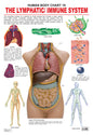 Dreamland Publications Educational Chart for Kids - The Lymphatic/Immune System