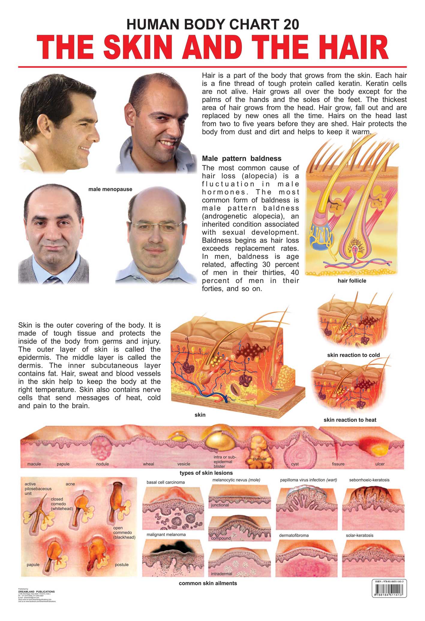 Dreamland Publications The Hair & the Skin : Children Reference Educational Laminated Chart