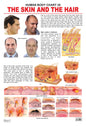 Dreamland Publications The Hair & the Skin : Children Reference Educational Laminated Chart