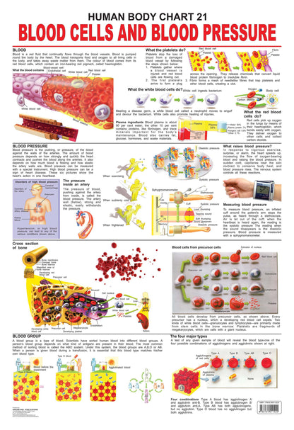 Dreamland Publications Educational Chart for Kids - The Blood Group, Cells & Pressure