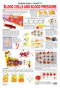 Dreamland Publications Educational Chart for Kids - The Blood Group, Cells & Pressure