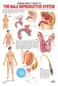 Dreamland Publications Educational Chart for Kids - The Male Reproductive System
