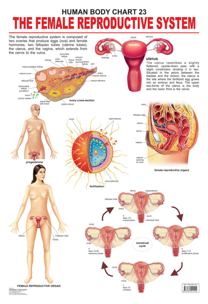 Dreamland Publications Educational Chart for Kids - The Female Reproductive System
