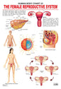 Dreamland Publications Educational Chart for Kids - The Female Reproductive System