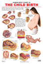Dreamland Publications Educational Chart for Kids - The Child Birth