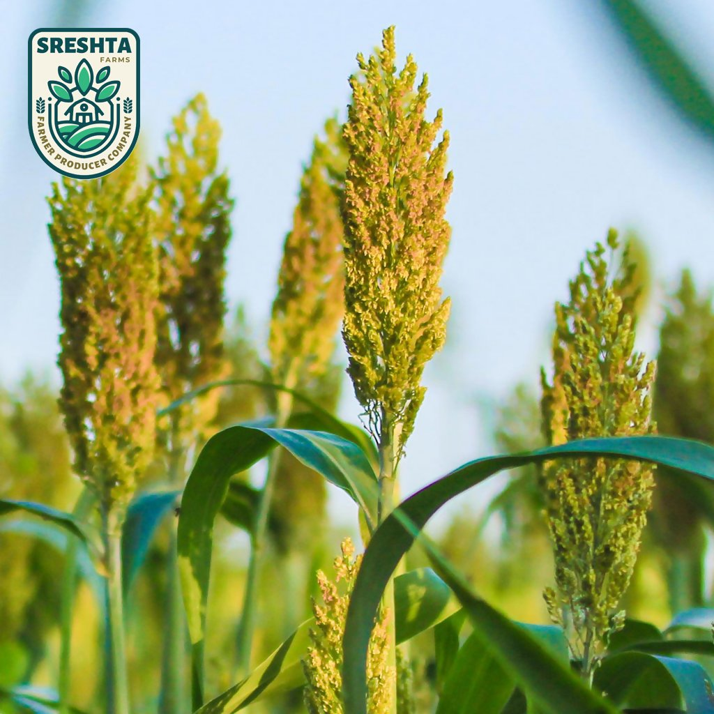 Sreshta Farms Jowar Ravva (Jonna Ravva)