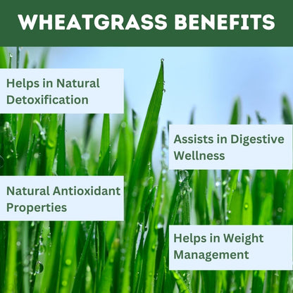 Herbal Hills Ayurveda Wheatgrass Tablets
