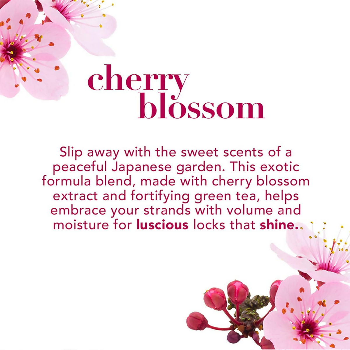 OGX Heavenly Hydration Cherry Blossom Shampoo