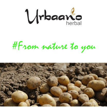 Urbaano Herbal Potato Extract Oil Soluble Natural Brightening & Soothing