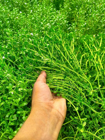 Carmel Organics Brahmi/Bacopa Monnieri Powder
